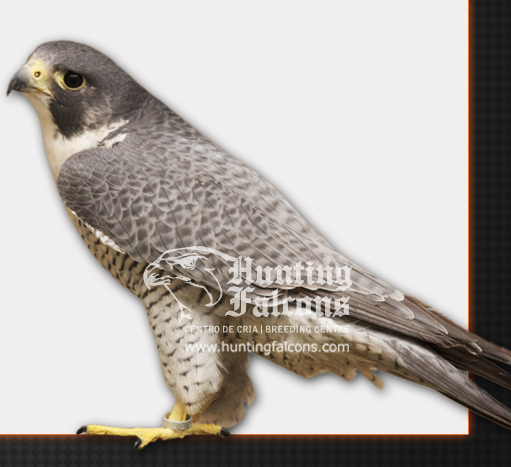 falcons